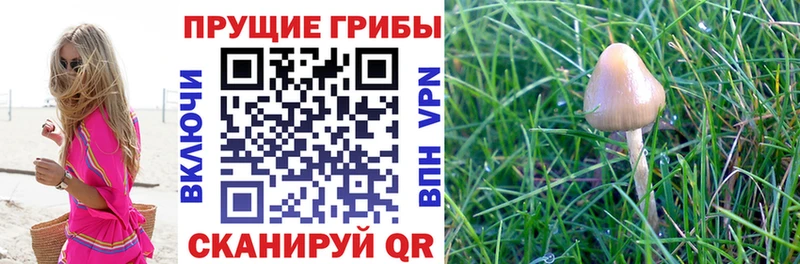 Псилоцибиновые грибы Magic Shrooms Тутаев